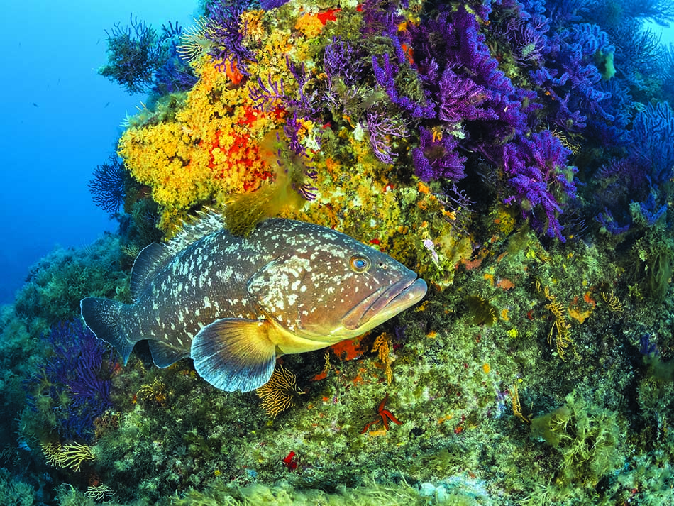 Grouper