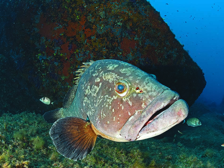 Grouper