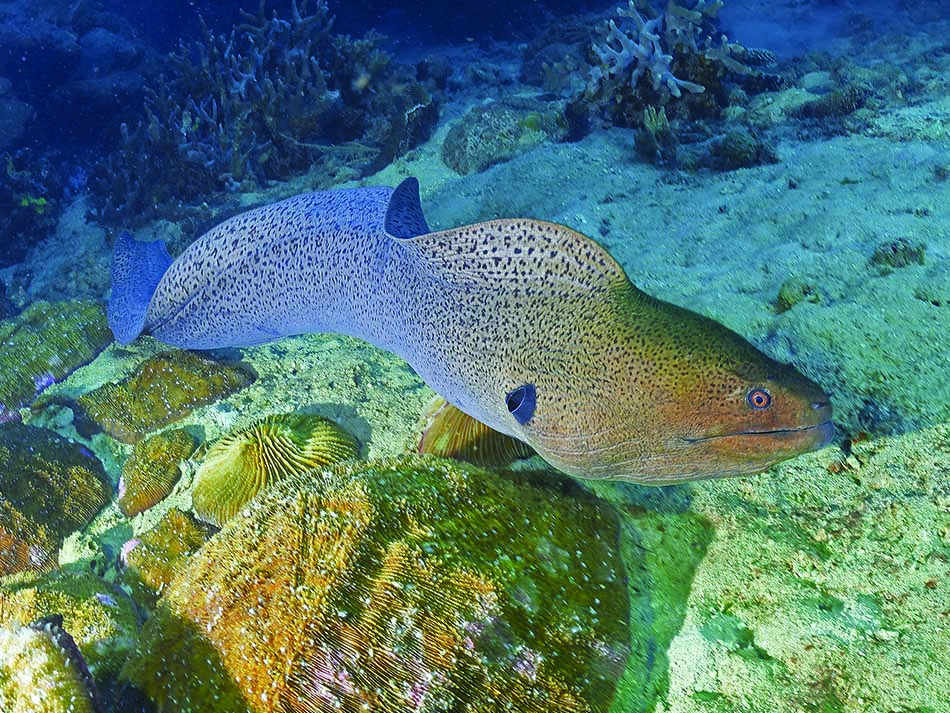 Moray eel