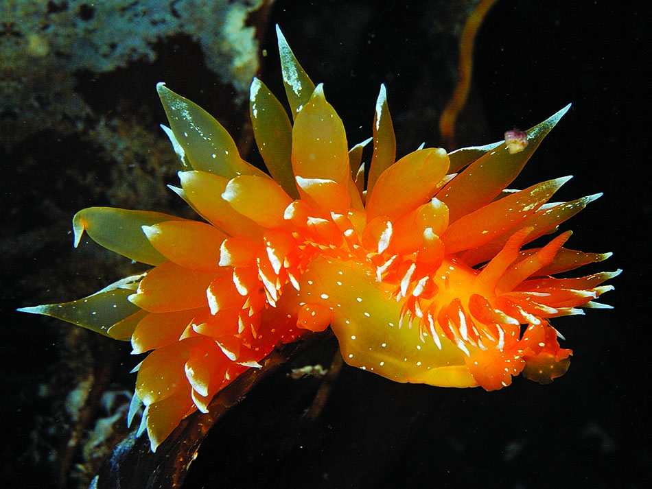 Orange nudi