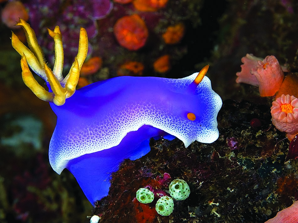 Nudibranch