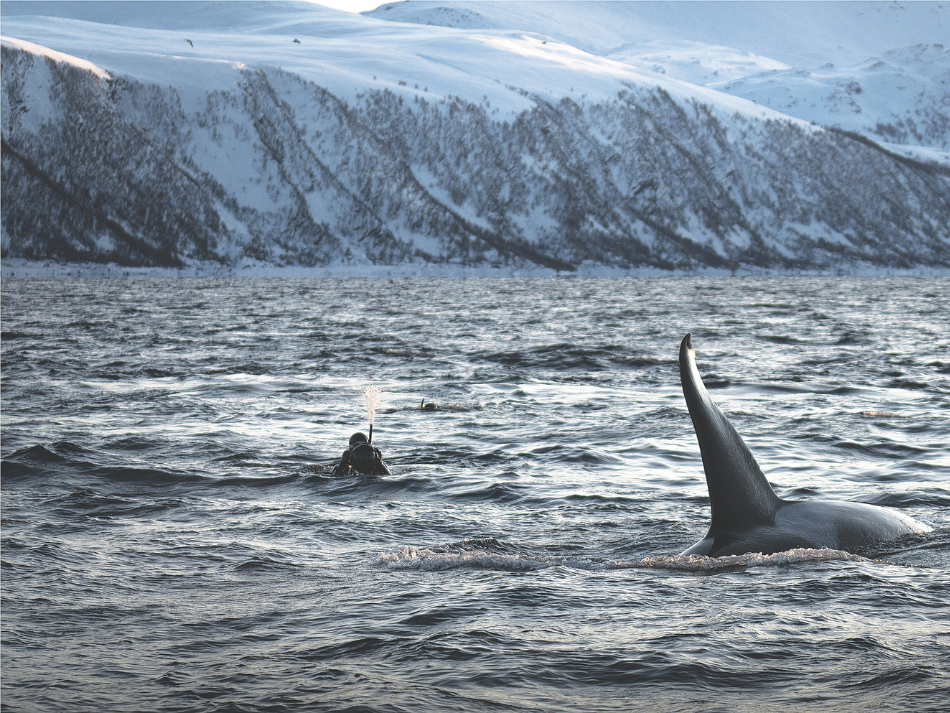 Orcas (4)