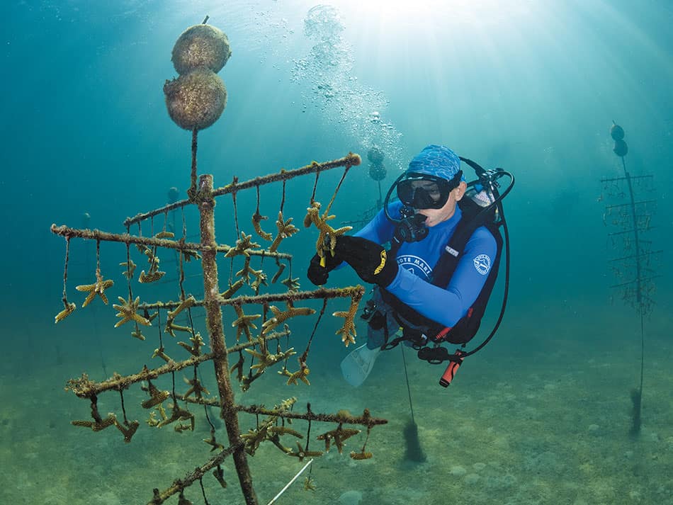 Diving keys Florida 15