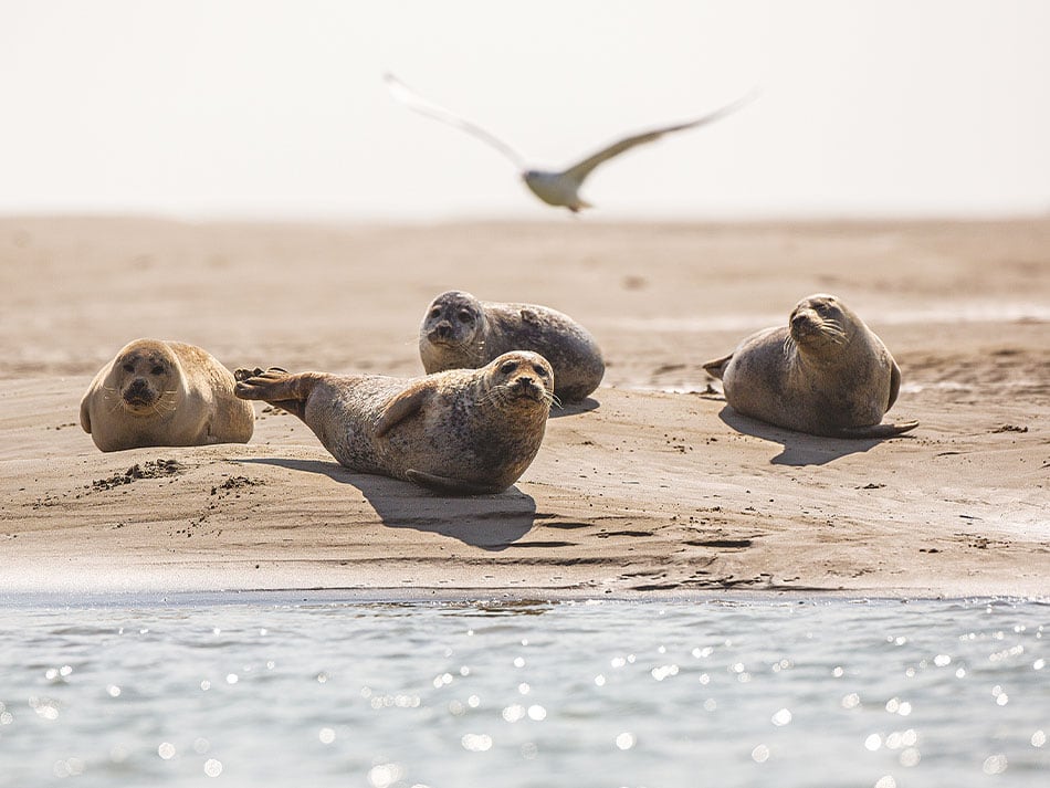 Seal Diving 1