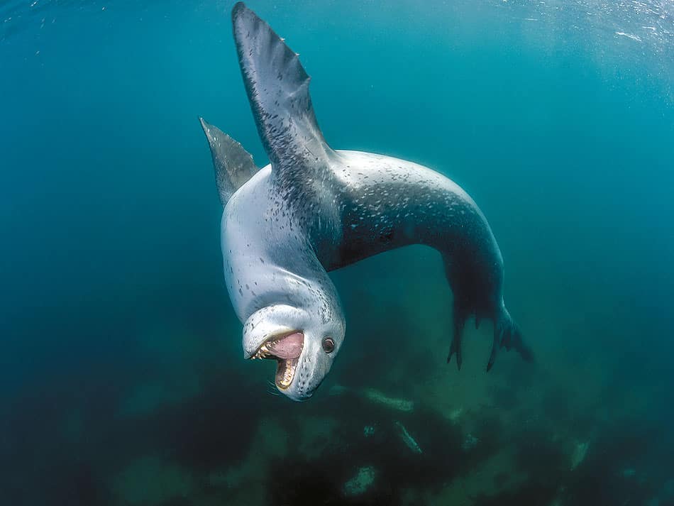 Seal Diving 2