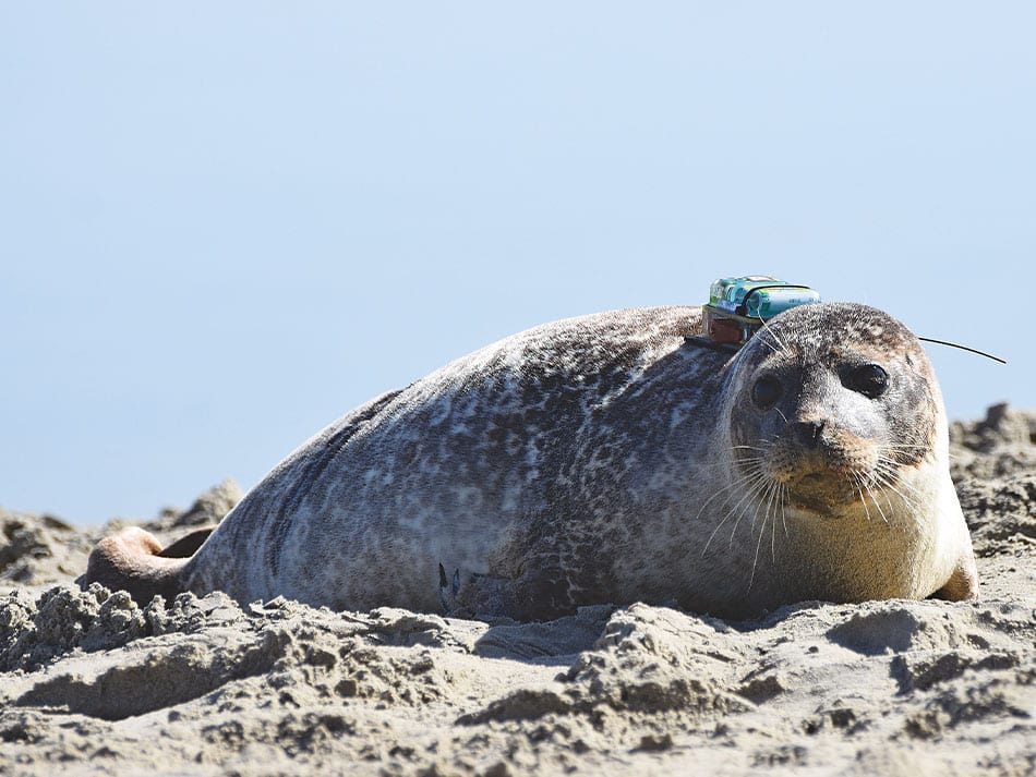 Seal Dive 9