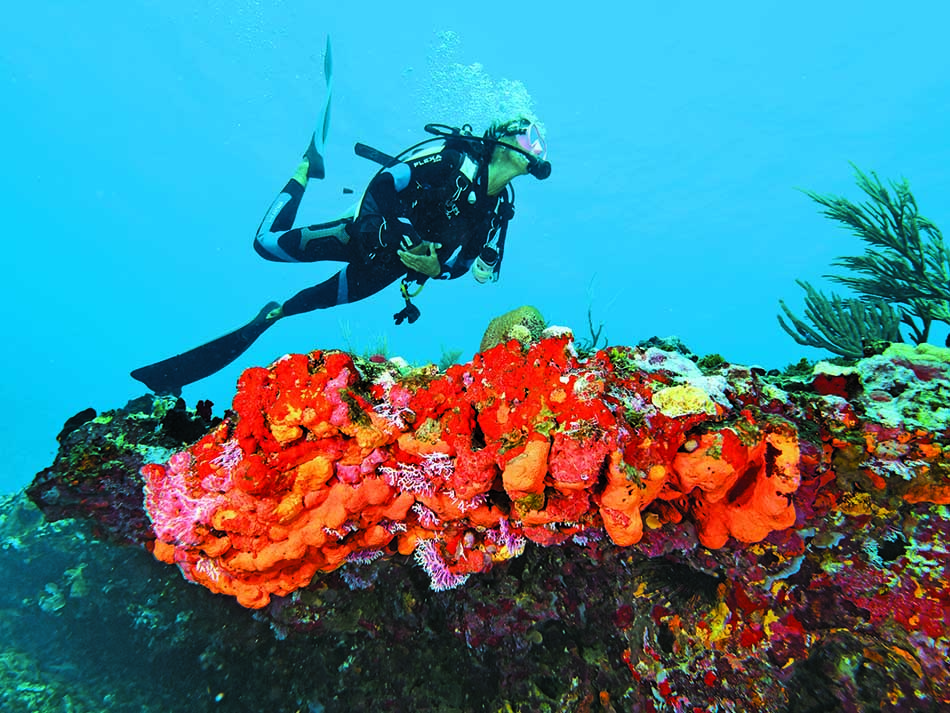 Diver