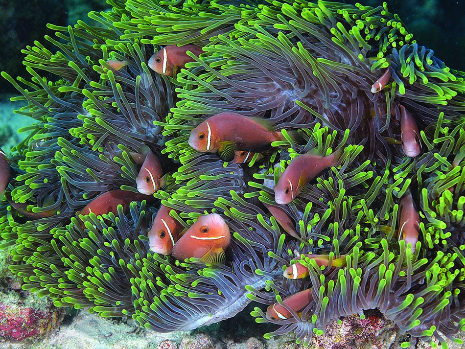 Clownfish