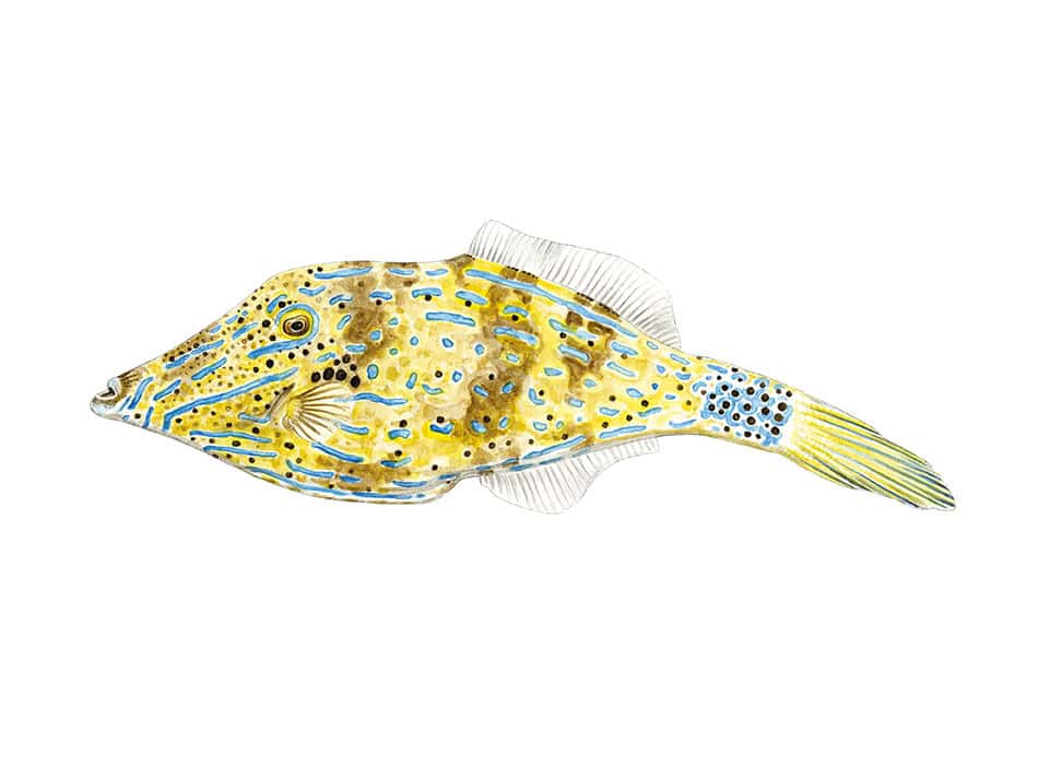Scribbled filefish drawing design