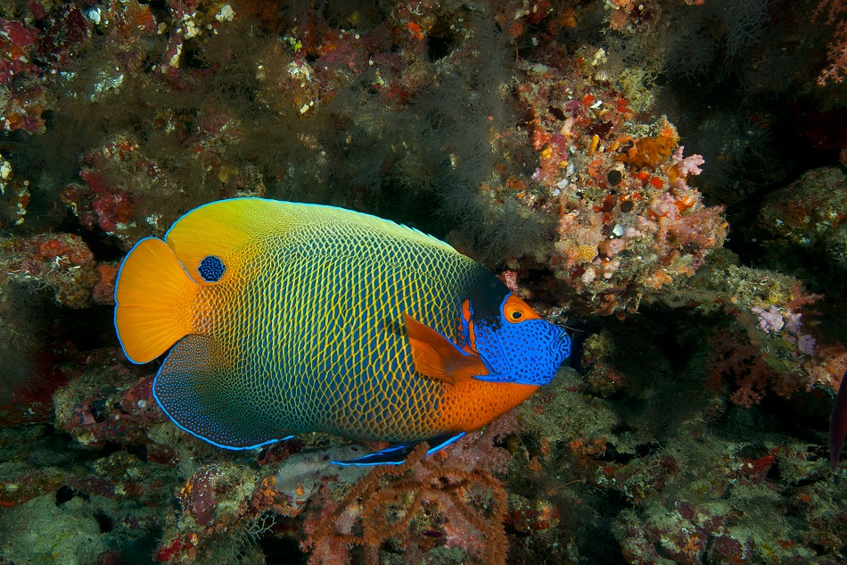 Dwarf angelfish