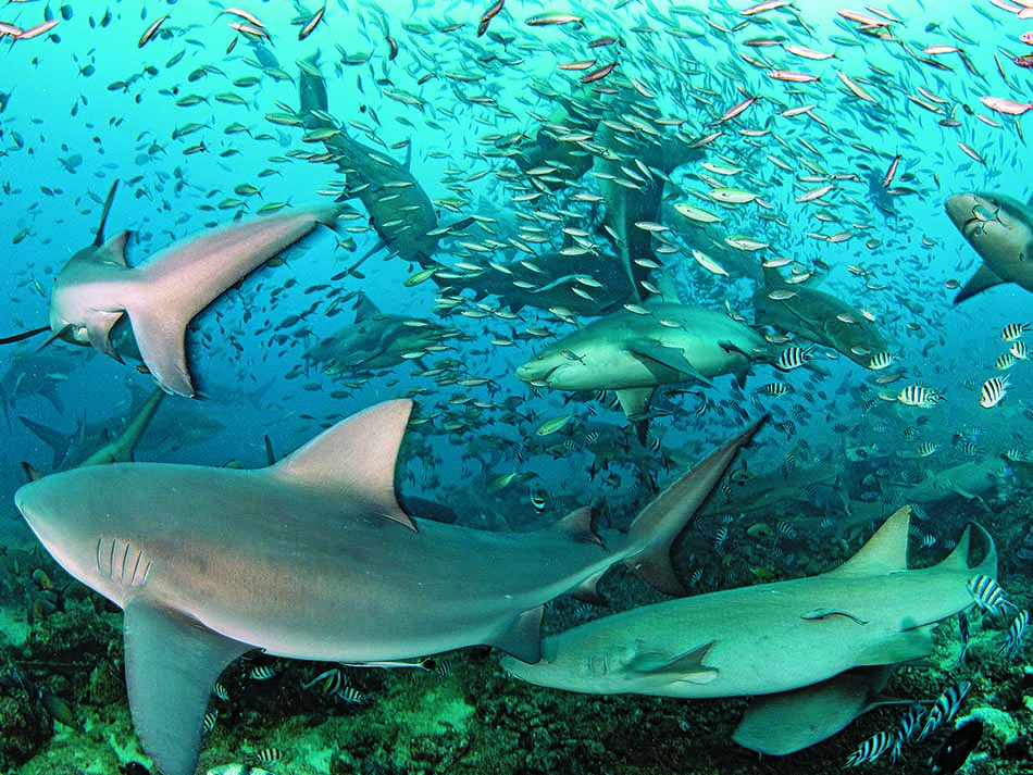 Shark 1