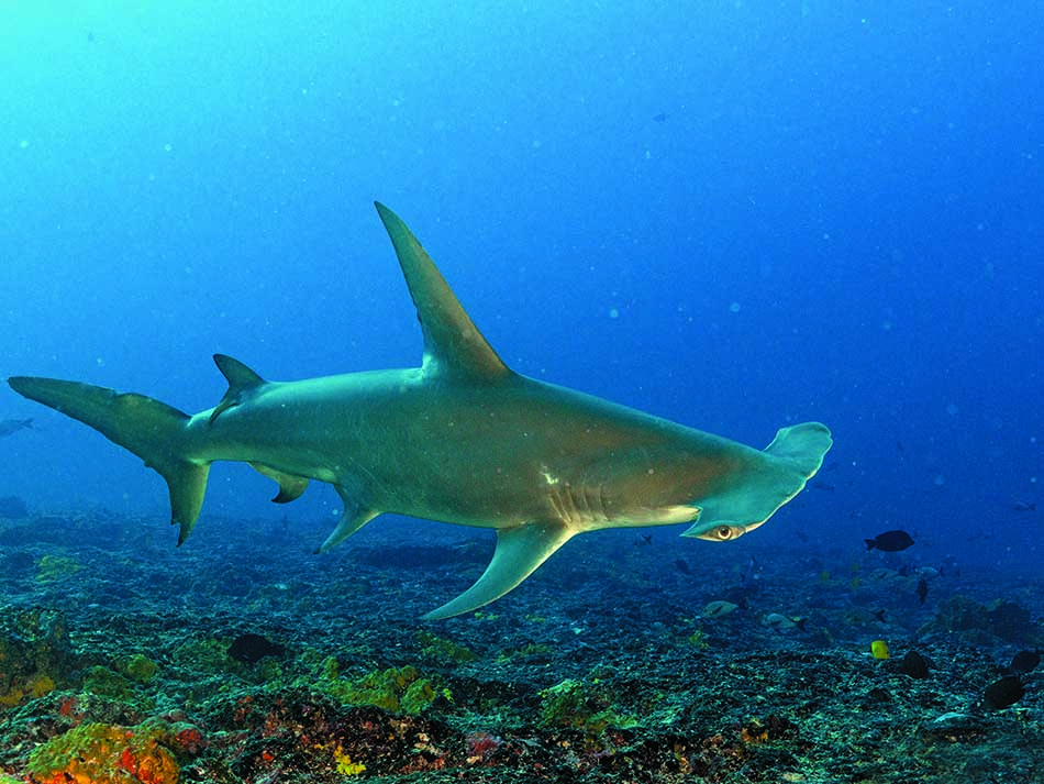 Requin bis