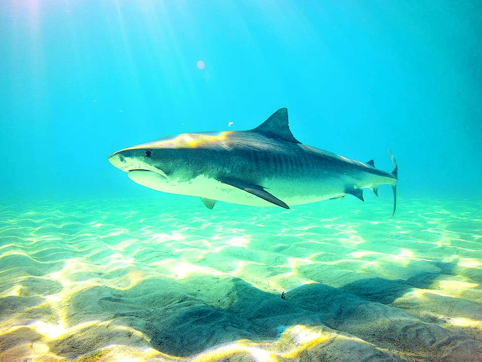 Great white shark
