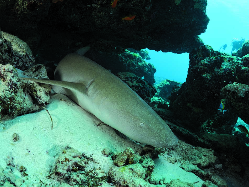 Nurse shark