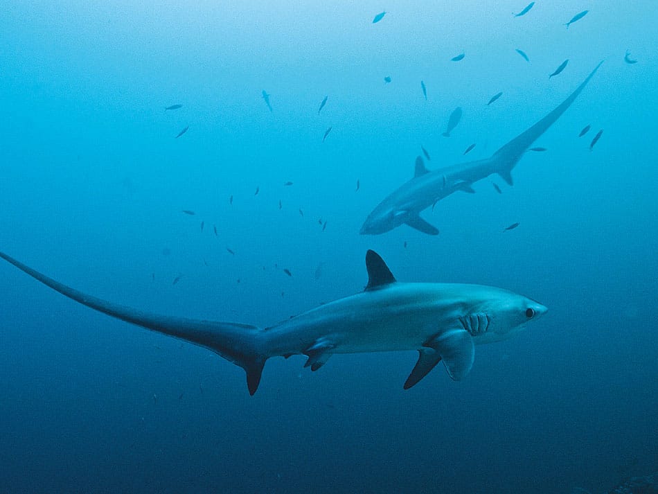 Thresher shark
