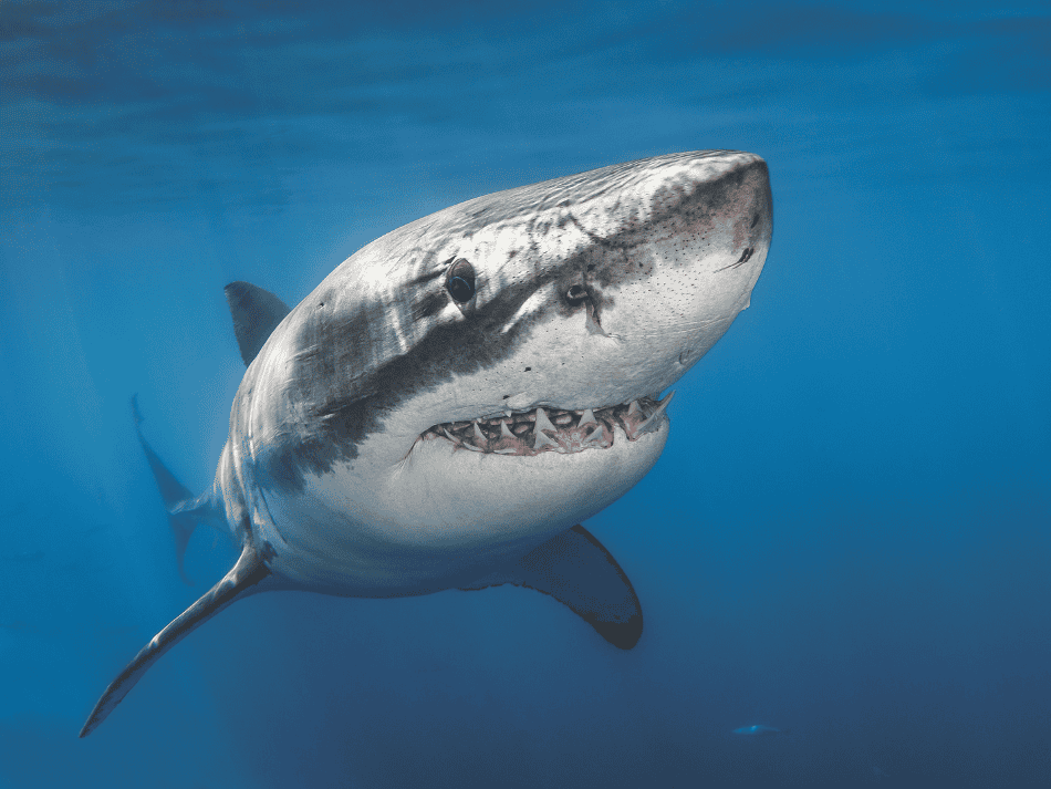 Shark (14)