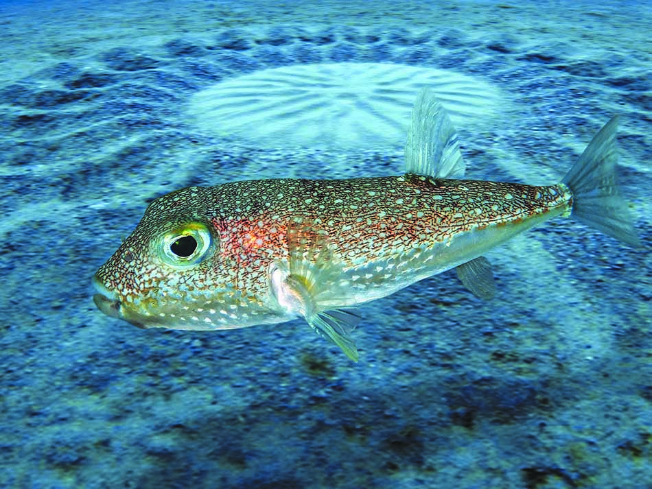 Pufferfish