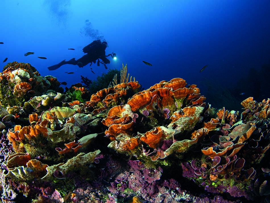 Coral