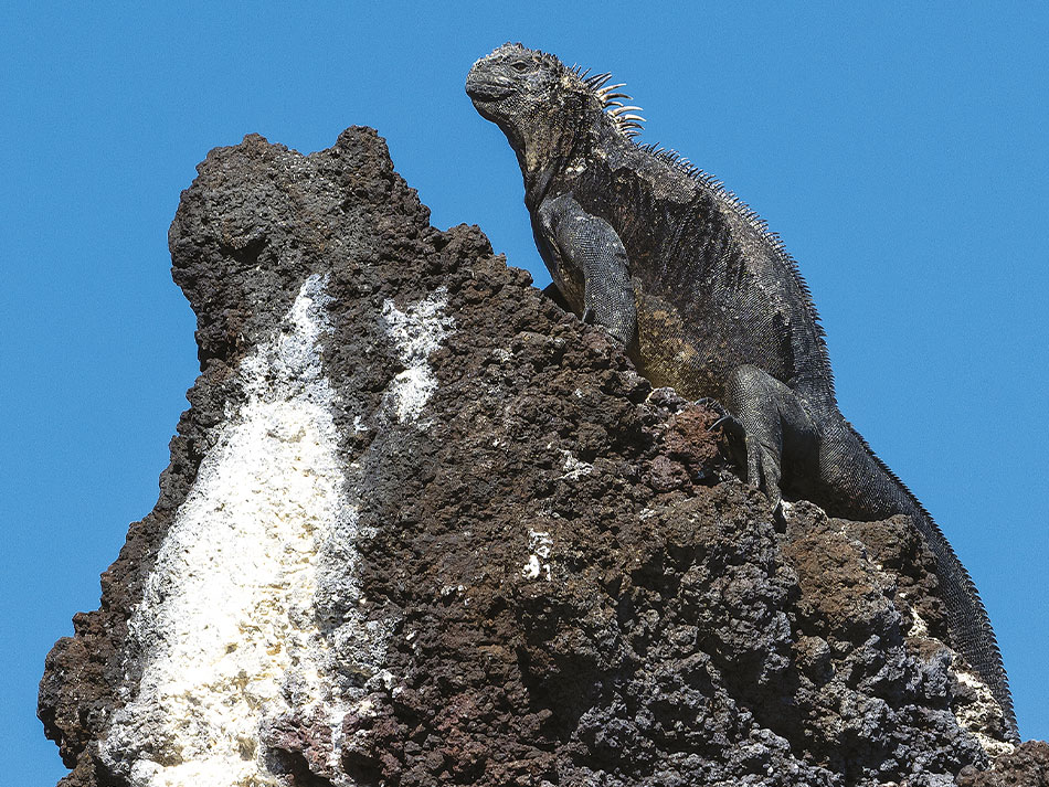 Galapagos biodiversità 14