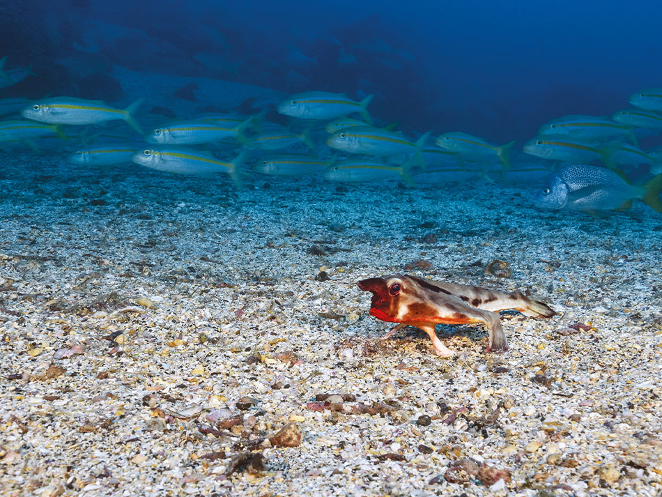 Galapagos biodiversità 5