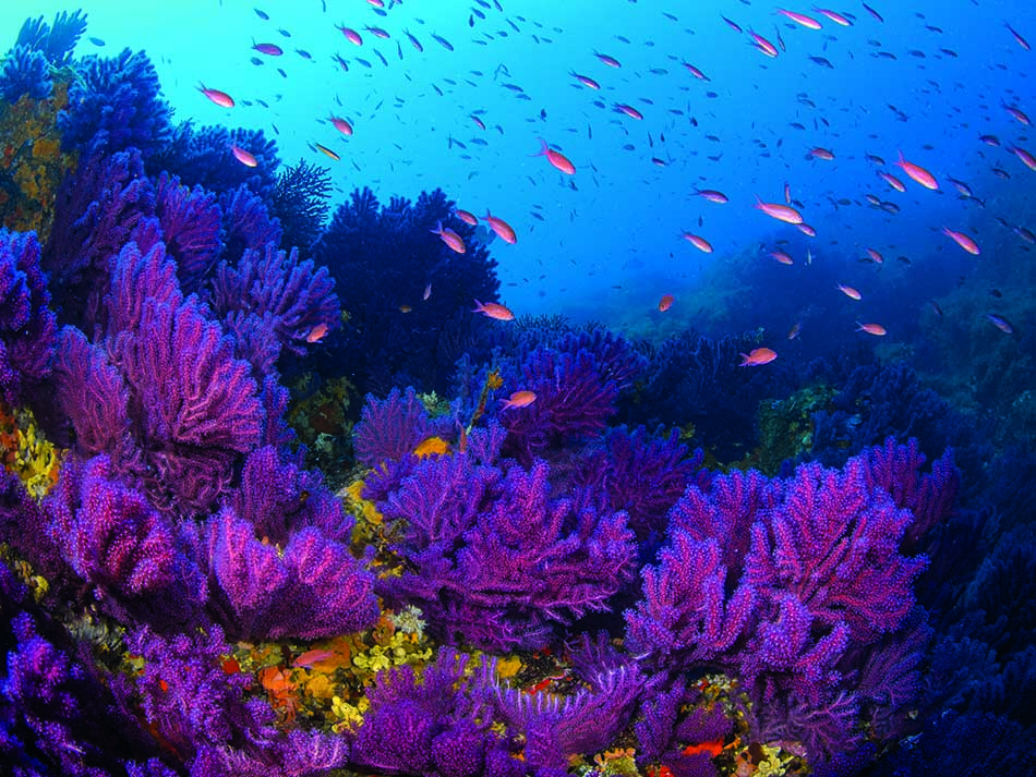 Purple