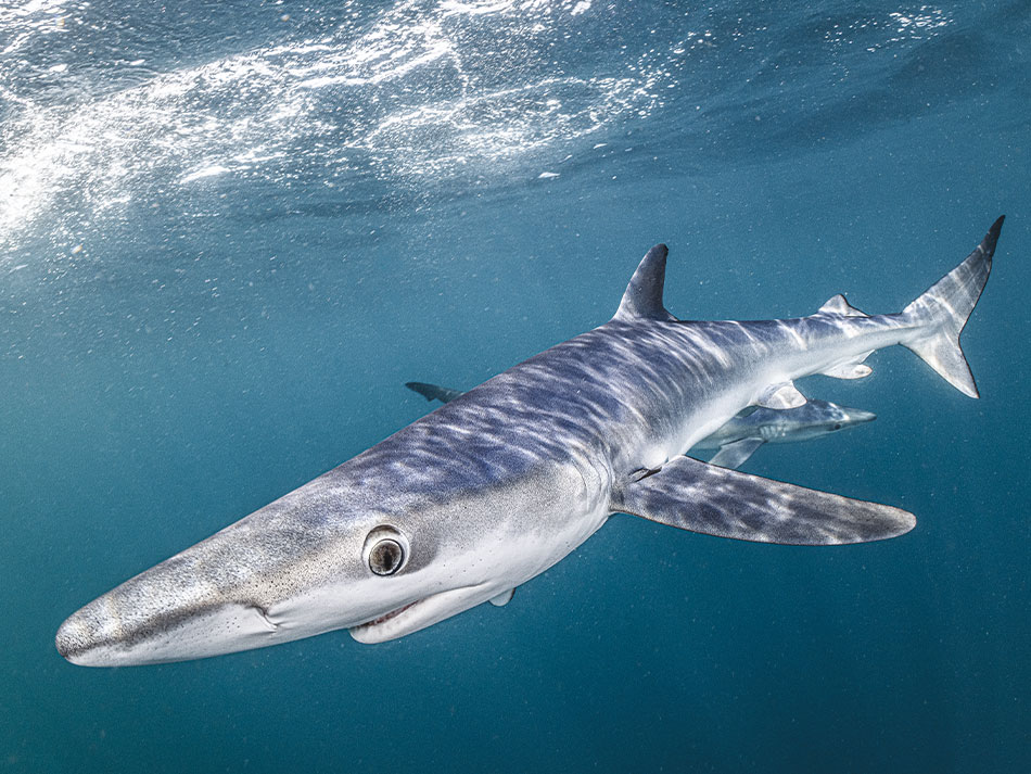 Blue shark Cornwall 3