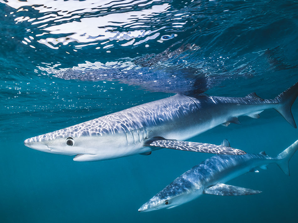 Blue shark Cornwall 8