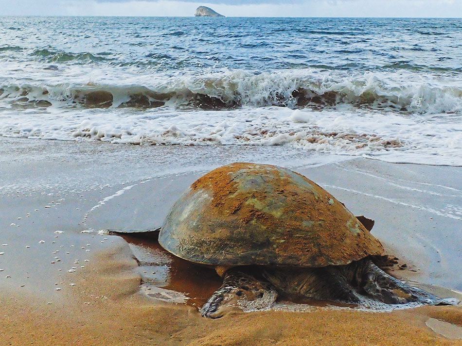 Antilles sea turtle 7