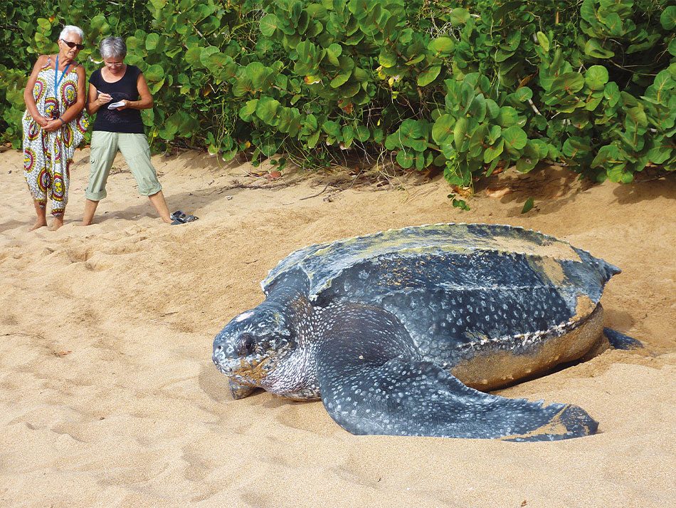 Antilles sea turtle 8