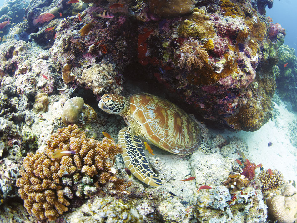 Tartaruga sipadan