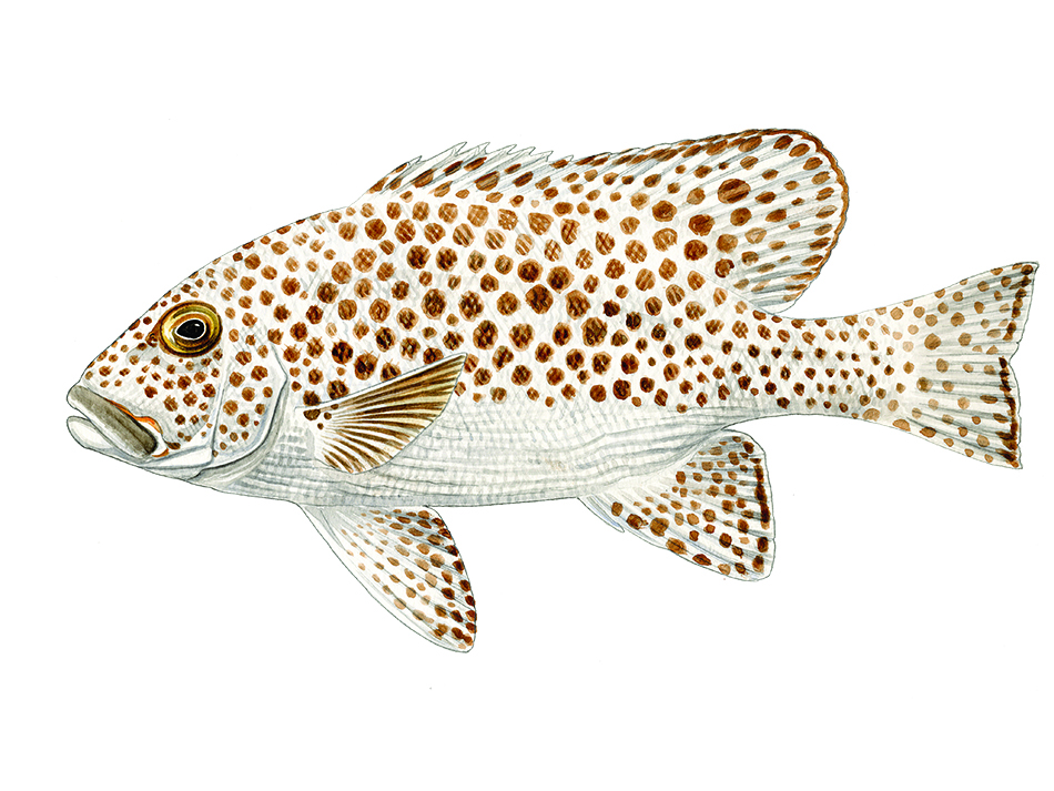 Dive n56 bdp bio image 1