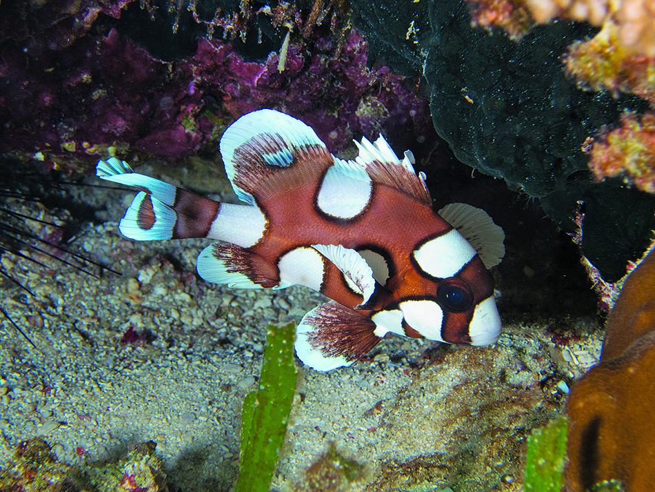 Dive n56 bdp bio image 4