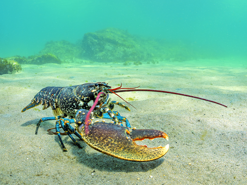 Plongez n56 bdp biodiversite image 6