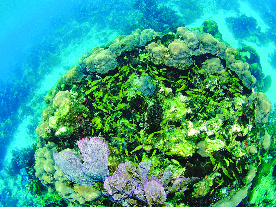 Dive n56 bdp destination image 1