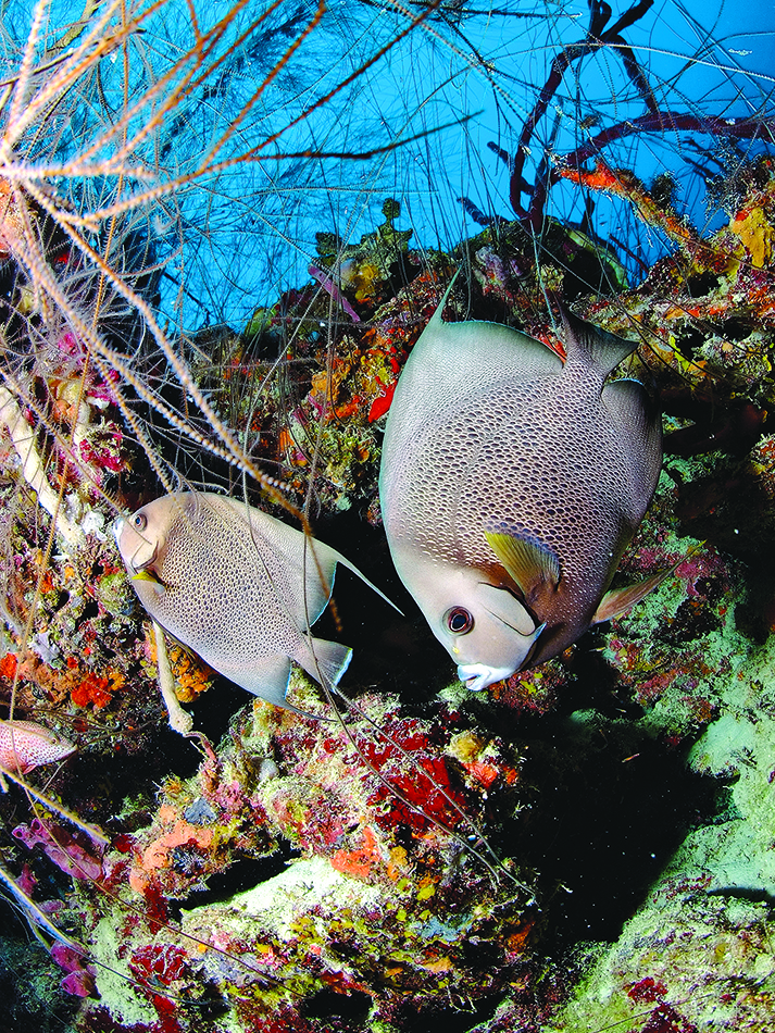 Dive n56 bdp destination image 2