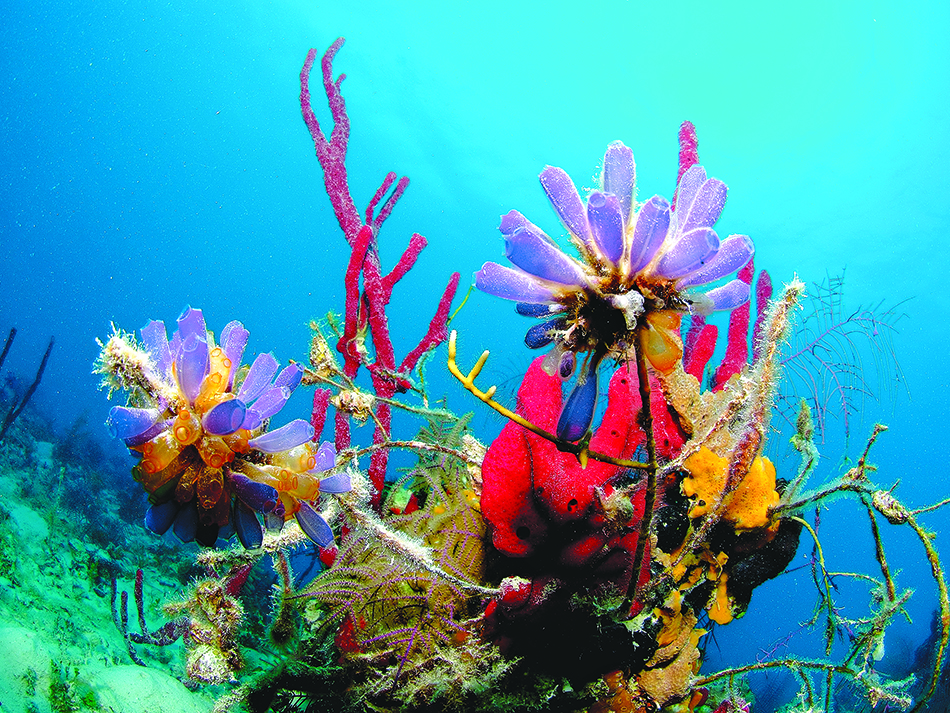 Dive n56 bdp destination image 4