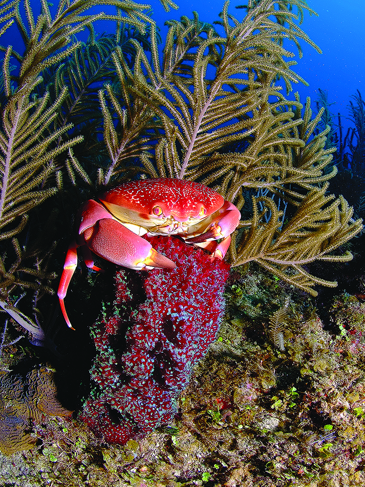 Dive n56 bdp destination image 5