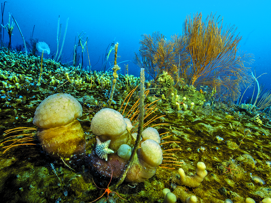 Dive n56 biodiversity image 8
