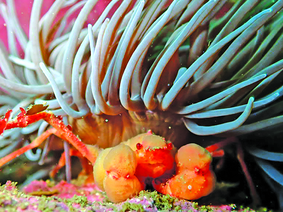 Dive n56 file image 16