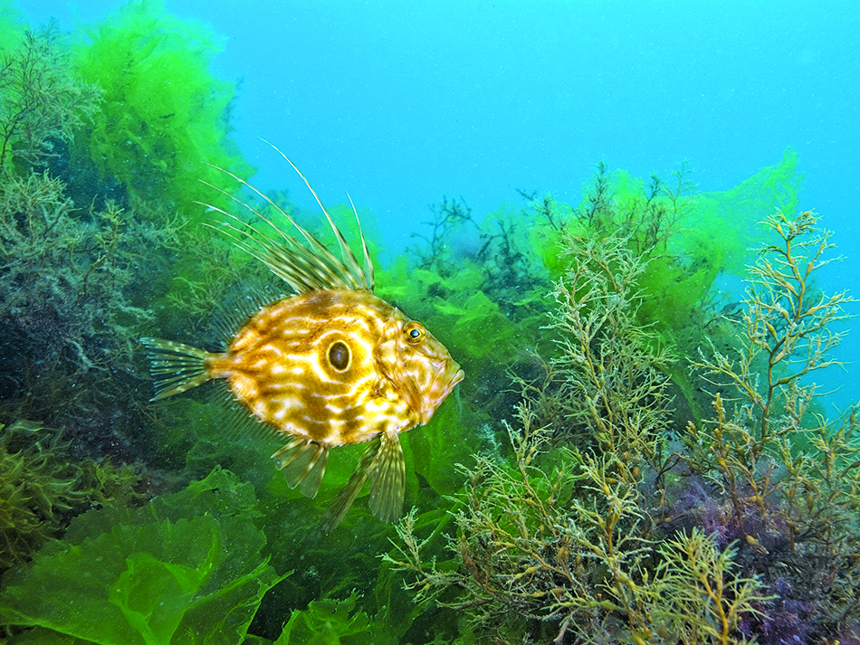 Dive n56 file image 5