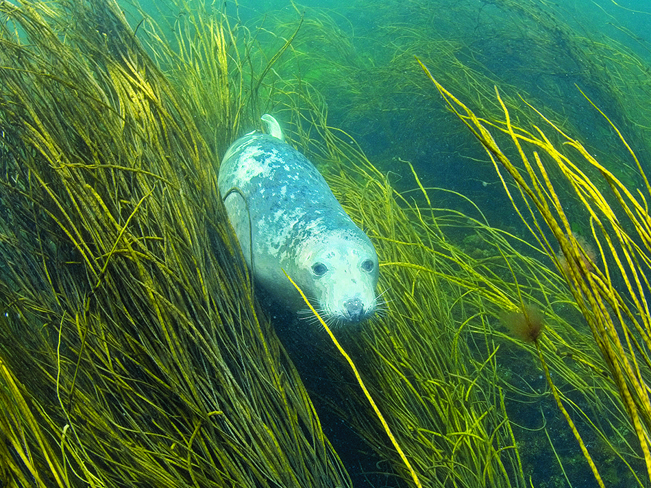 Dive n56 file image 8