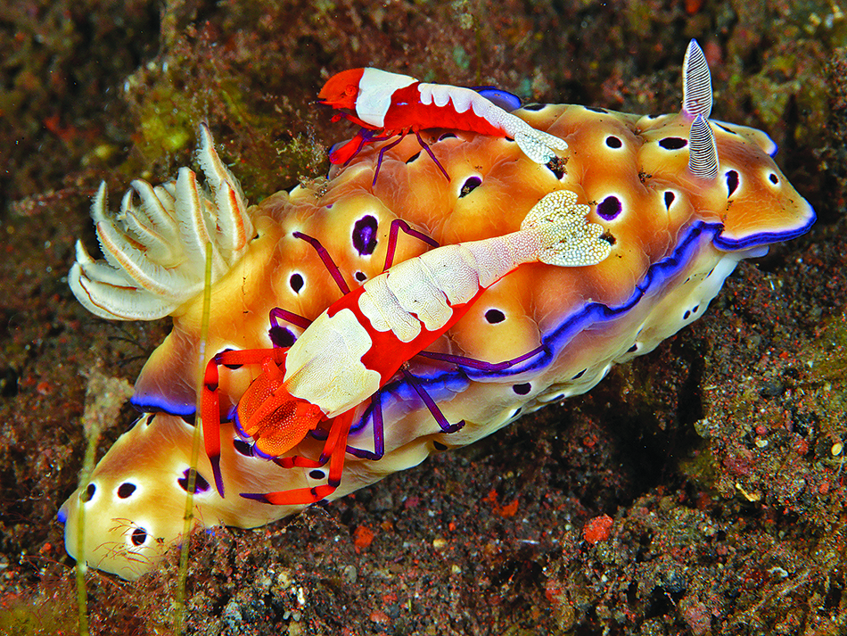 Dive n56 educationdu regard image 2
