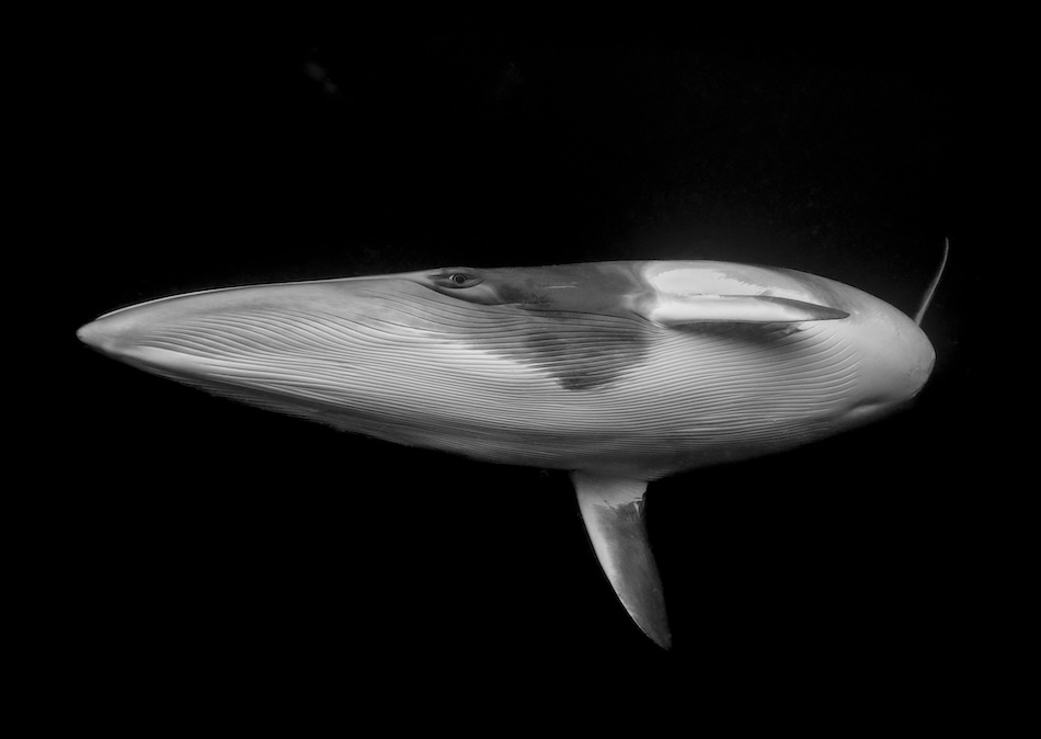 (c) marcia reiderer fine art winner