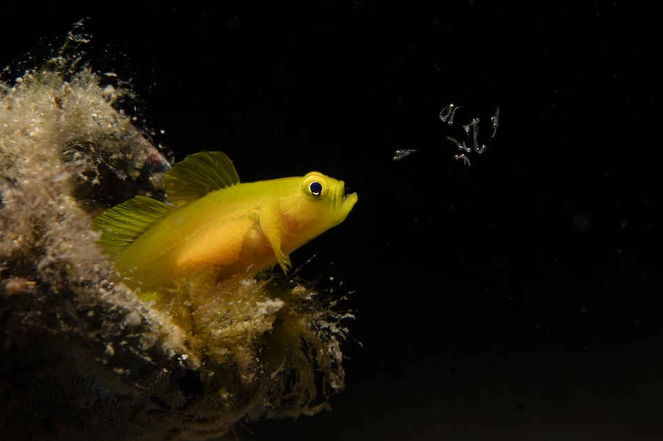 (c) takumi oyama wildlife winner