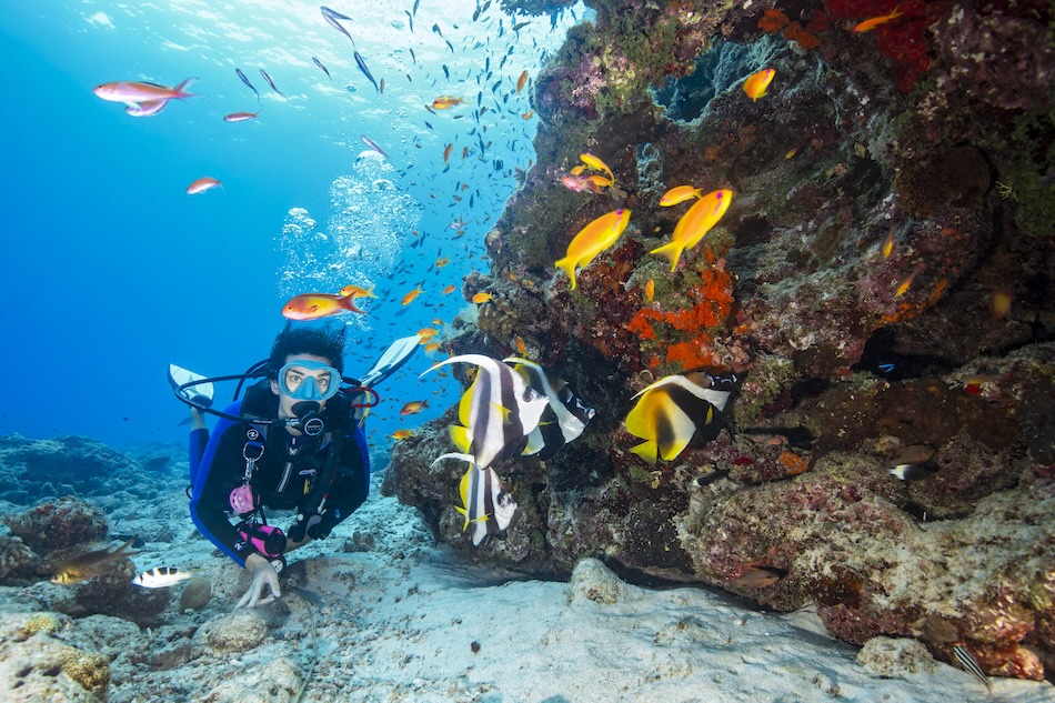 Ambiance bannerfish, female diver