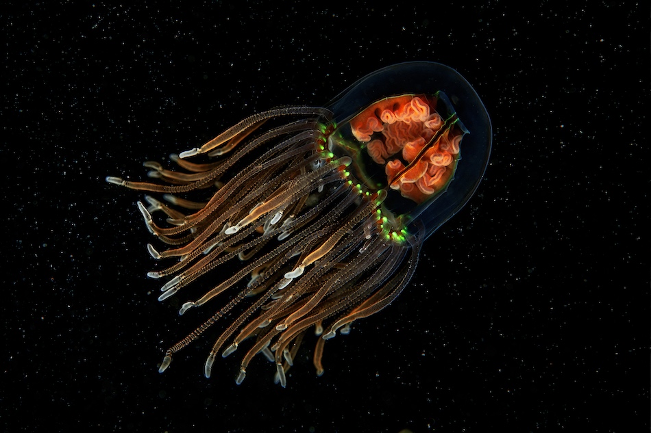 Galathea Grand Prize 2024 Luc Rooman