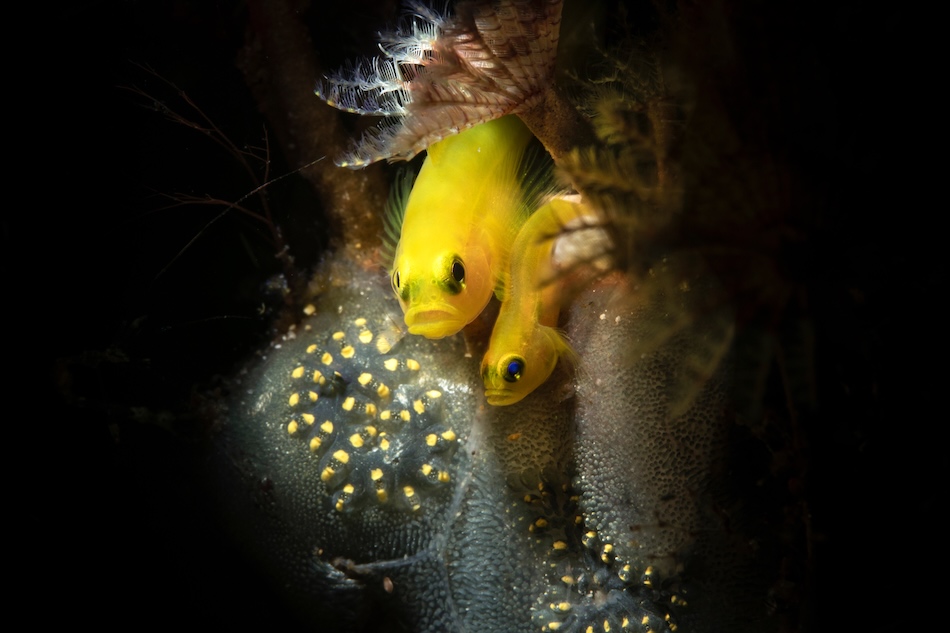 GOLD Macro Amateur Miranda Narduzzi