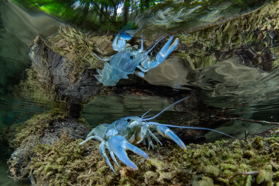 Two blue crayfish moving in an aquatic habitat rich in underwater vegetation.