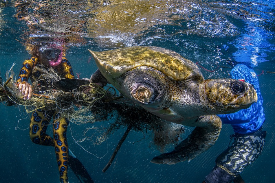 A turtle swims among divers cleaning marine debris underwater.