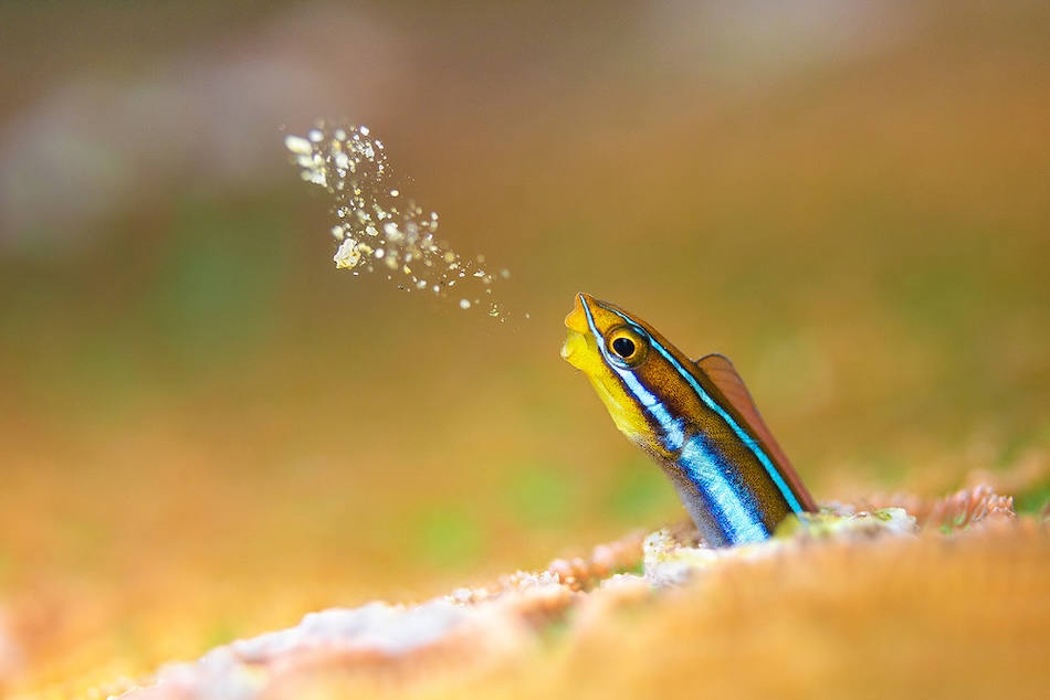 A colorful fish emerges from coral while projecting particles into the water.